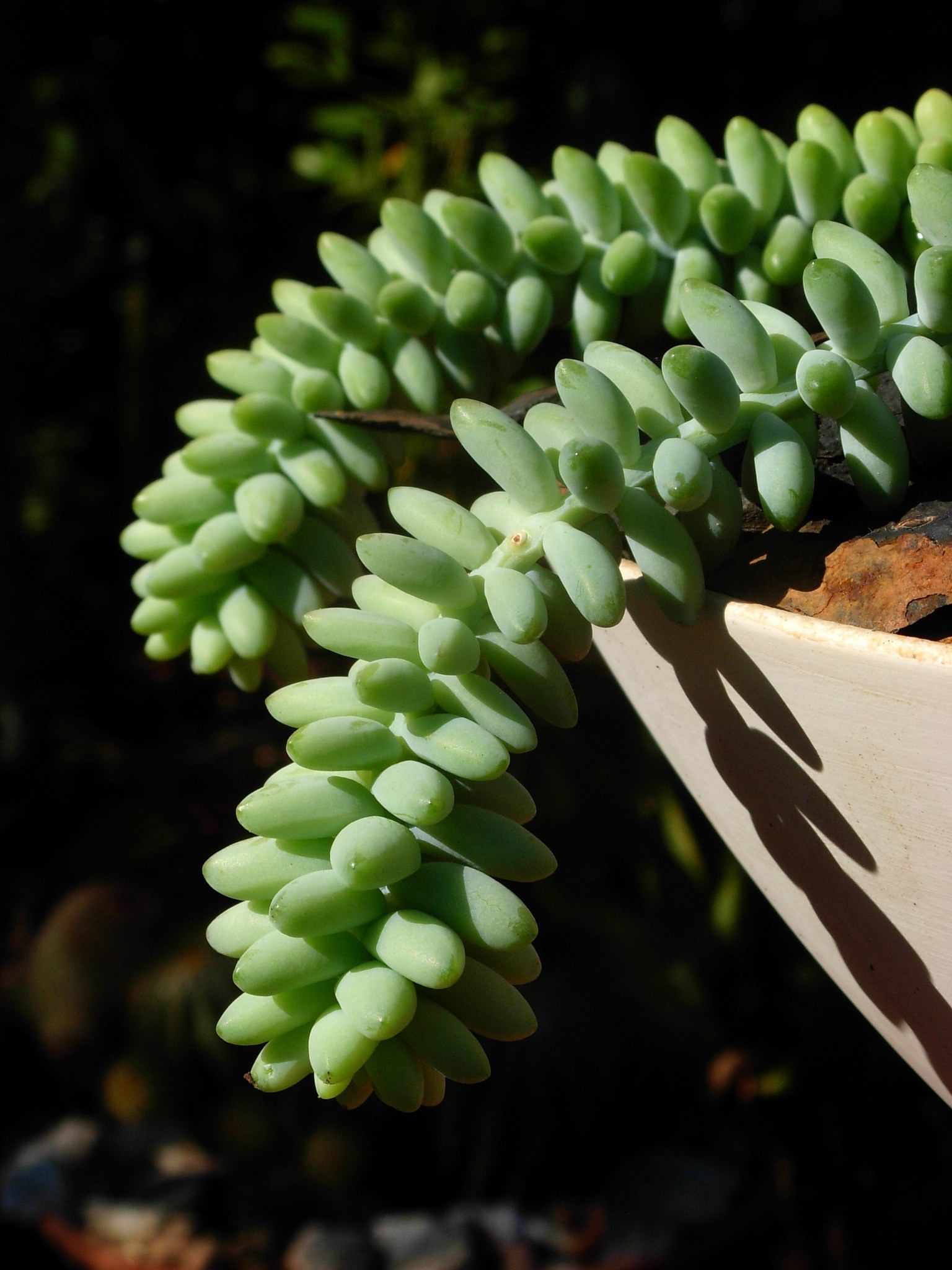 Sedum morganianum 'Burrito'